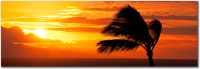 "Aloha Oi" Orange Palm Sunset by Mark Middleton Aloha Oi
