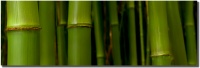 "Bamboo" in Kipahulu Hana by Shayla Middleton Bamboo