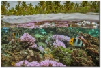 "Coral Garden Butterfly Fish" by Mark Miiddleton Coral Garden Butterfly Fish