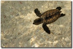 "Float" First swim of a brand new baby turtle by Mark Middleton Float