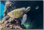 "Friends" by Shayla Middleton "Friends" Turtle and tropical fish hanging out