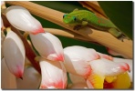 "Gecko Peep" in Kona Hawaii by Mark Middleton Gecko Peep