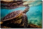 Hang Loose Honu by Shayla Middleton Hang Loose Honu