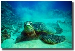 "Honu Landing" Red Hill, Maui by Shayla Middleton Honu Landing by Shayla Middleton