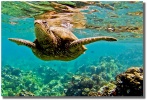 "Honu Reflections" Underwater Maui Sea Turtle by Shayla Middleton Honu Reflections by Shayla Middleton
