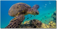 "Honu Slide" Ocean, Maui by Shayla Middleton Honu Slide