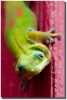"Howzit" Madagascar gecko by Mark Middleton Howzit