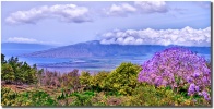 "Jacaranda View" in Kula Maui by Shayla Middleton Jacaranda View