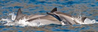 "Joyful Dolphins" by Mark Middleton Joyful Dolphins