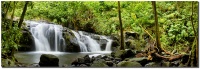 "Jungle Falls" by Mark Middleton Jungle Falls