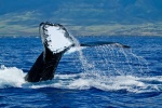"Koholo Mai" whale tail by Shayla Middleton Koholo Mai
