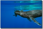 "Mama's Love" Mother and baby whale by Shayla Middleton Mama's Love