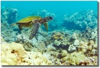 "Maui Honu" by Mark Middleton Maui Honu