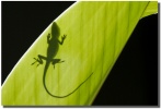 "Shadow Dance" gecko silhouette by Mark Middleton Shadow Dance