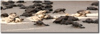 "Stampede" Hawksbill Sea Turtles hatching on Langkayan, Malaysia Stampede
