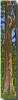 "Standing Tall" Rainbow Eucalyptus Tree on the road to Hana Standing Tall