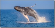 Sunlit Breach by Shayla Middleton "Sunlit Breach" Humpback whale breaching photo