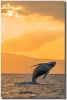 "Sunset Breach" Humpback whale jumping at sunset Sunset Breach image by Mark Middleton