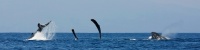 "The Whale Club" by Mark Middleton The Whale Club