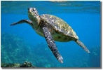 "Up For Air"  Hawaii Honu sea turtle coming up for air by Shayla Middleton Up For Air