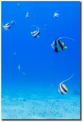 "Angel Clan" by Shayla Middleton Angel Clan