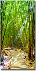 "Bamboo Path" in Kipahulu Maui by Mark Middleton Bamboo Path