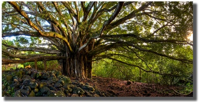 "Banyan At Sunrise" in Kipahulu Maui by Shayla Middleton Banyan At Sunrise