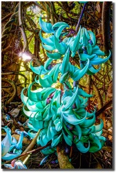 "Blue Jade"  in Hana by Shayla Middleton  Blue Jade