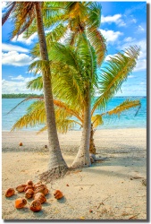 "Coconut Beach" coconutbeach