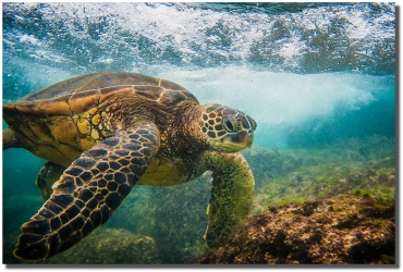 "Cruisin' the Reef" Honu by Shayla Middleton Cruisin The Reef