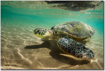 "Cruising The Shallows" by Mark Middleton Cruising The Shallows