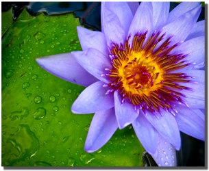 "Drenched" Lily Flower in Hana By Shayla Middleton Drenched