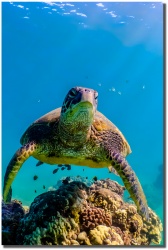 "Honu Light" South Side, Maui by Shayla Middleton Honu Light