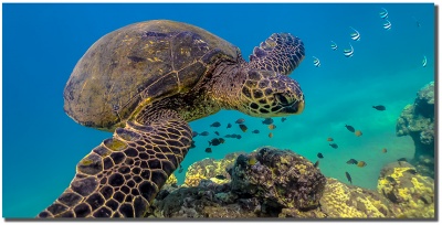 "Honu Slide" Ocean, Maui by Shayla Middleton Honu Slide