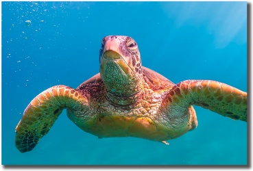 "Honutude" by Shayla Middleton, Maui Hawaii Honutude image by Shayla Middleton