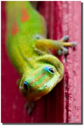 "Howzit" Madagascar gecko by Mark Middleton Howzit