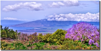 "Jacaranda View" in Kula Maui by Shayla Middleton Jacaranda View