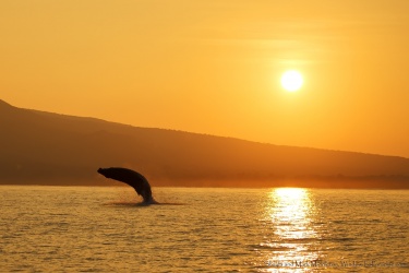 "Koholo" whale breach by Mark Middleton Koholo