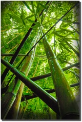 "Lani Ohe" bamboo forest by Shayla Middleton Lani Ohe