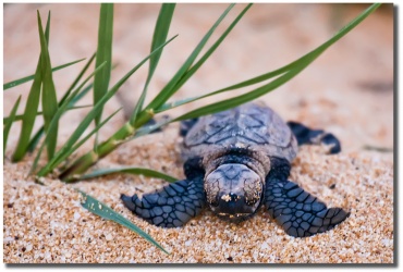 "Maui Born" baby turtle by Shayla Middleton Maui Born
