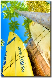 "North Shore Yellow" in Peahi by Shayla Middleton North Shore Yellow