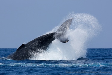 "Now That's a Tail" by Mark Middleton Now That's a Tail