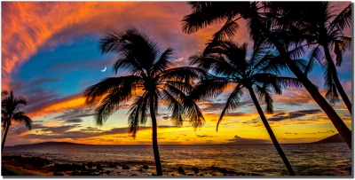 "Ohana Palms" by Shayla Middleton Ohana Palms