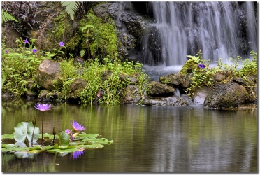 "Paradise Pond" by Shayla Middleton Paradise Pond