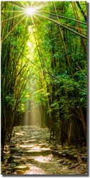 Path of Glory bamboo forest by Shayla Middleton Path of Glory