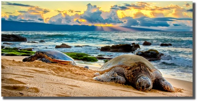 "Pau Hana" The end of the day for these two honu Pau Hana by Mark Middleton featuring west maui honus at sunset