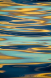 "Peace Movement" by Mark Middleton Peace Movement