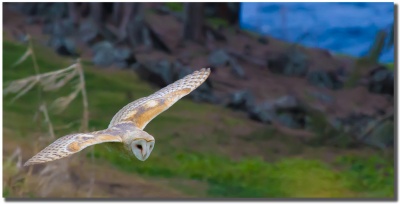 "Pueo" Hawaiina Barn Owl by Shayla Middleton Pueo
