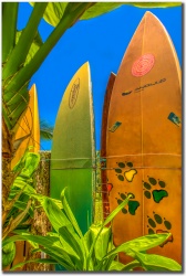 "Reggae Paws" by Shayla Middleton Reggae Paws