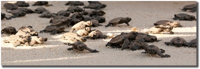"Stampede" Hawksbill Sea Turtles hatching on Langkayan, Malaysia Stampede